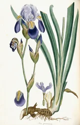 Irys Germanica, 1847