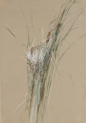 Ptasie gniazdo w Pałkowatych, ca. 1875.