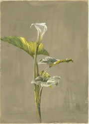 Calla Lily, 1875 (wc na papierze)