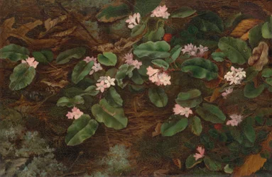 Arbutus zwisający