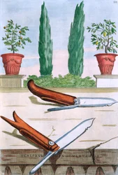Nóż ogrodniczy, z „Hesperydów” Giovanniego Battisty Ferrariego, grawerowany przez Camillo Congio (fl.1630), opublikowany 1646