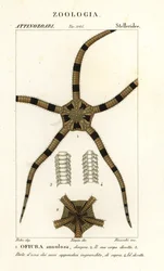 Krucha szkarłupnia gwiaździsta, Ophiomastix pierścieniowaty, Ophiura pierścieniowy