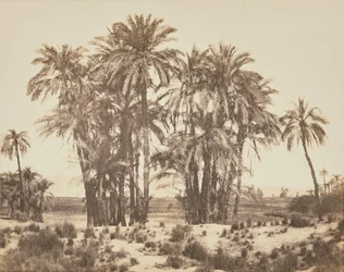 [Gaj palm daktylowych widziany z punktu A, Karnak].