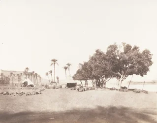 Korósko, Sykomory i obóz karawany dla Sennara, 1851-52, druk 1853-54.