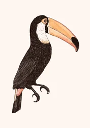 Dotknij _ Wersja kolorowa