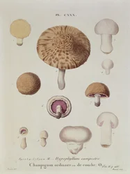 Hypophyllum campestre lub pieczarka polna, tablica 130 z „Iconographie des Champignons de J.J. Pauleta” J.H. Leveille, grawerowane przez Renarda, 1855