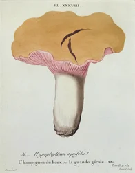 Hyprophyllum aquifolii, tablica 38 z „Iconographie des Champignons de J. J. Paulet” J. H. Leveille, ryt. Renard, 1855