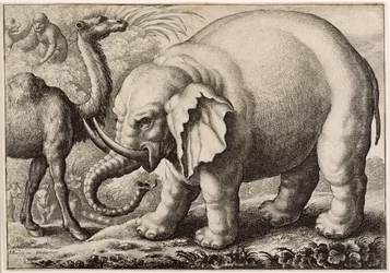 Słoń i wielbłąd, ryty Wenceslaus Hollar (1607-77) 1663
