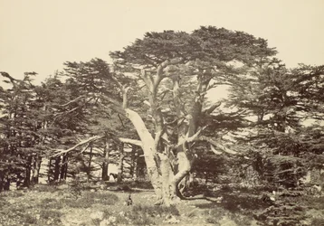 Największy z Cedrów, Góra Liban, 1857.