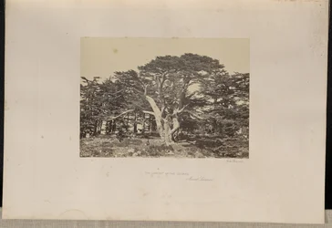 Największy z cedrów, Góra Liban