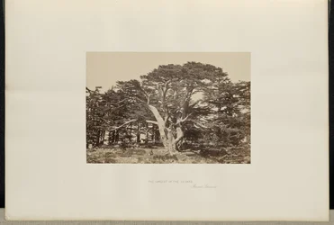 Największy z cedrów, Góra Liban