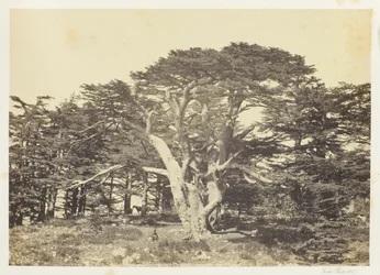 Największy z cedrów, Góra Liban