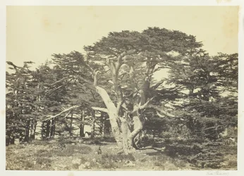Największy z Cedrów, Góra Liban, 1857.