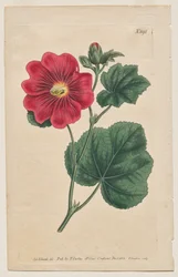 Magazyn botaniczny lub ogród kwiatowy Wyświetlane: Talerz 892, Althaea Flexuosa. Seringapatam Malwa. [Althea rosea]