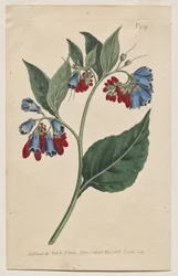 Magazyn botaniczny lub ogród kwiatowy Wyświetlane: Tabliczka 929, Symphyum Asperrim. Żywokost Kolczasty. [Symphytum asperum]