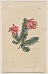 Magazyn botaniczny lub ogród kwiatowy Wyświetlane: Tablica 966, Erica Elegans. Elegancki Heath [Erica glauca]