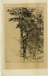 Jodły (Badanie)