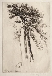 Najnowsze drzewo, 1882.