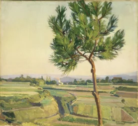 DRZEWO (MERA) -1931–45X50,5–