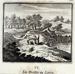 Uszy Lievre. Bajki Jean de La Fontaine (1621-95). Ilustracja François Chauveau (1613-1676). Wydanie z 1728 r.