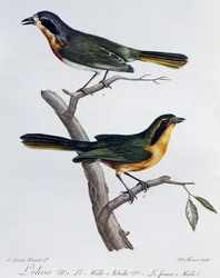 Dorosły samiec i młode gąsiorka oliwnego (Telophorus olivaceus), grawerowanie z Histoire Naturelle des Oiseaux d