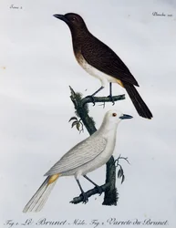 Afrykański bilbil czerwonooki (Pycnonotus nigricans), grawerowanie z Histoire Naturelle des Oiseaux d