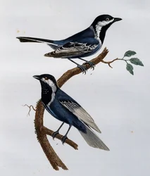 Sikora Jesionowa (Parus cinerascens), rycina z Historii Naturalnej Ptaków Afrykańskich