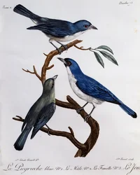 Niebieska Vanga (Cyanolanius madagascarinus), grawer z Historii Naturalnej Ptaków Afrykańskich
