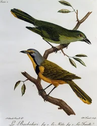 Bokmakierie Bushshrike (Telophorus zeylonus), rycina z historii naturalnej ptaków afrykańskich