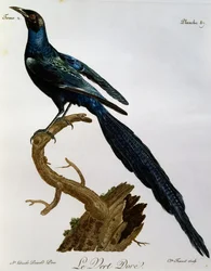Błyszczący-Starling Burchella (Lamprotornis australis), grawerowanie z Histoire Naturelle des Oiseaux d