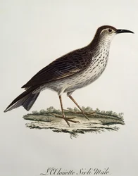 Samiec Cape Longbill (Certhilauda curvirostris), grawerowanie z Histoire Naturelle des Oiseaux d
