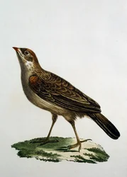 Kobieta kukułka , grawerowanie z Historii naturalnej ptaków Afryki autorstwa Francois Le Vaillant (1753-1824), Francja