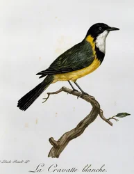 Złoty Świstak (Pachycephala pectoralis), grawer z Historii Naturalnej Ptaków Afrykańskich