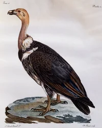 Niedojrzały Gryf Przylądkowy (Gyps coprotheres), grawerowanie z Historii Naturalnej Ptaków Afrykańskich