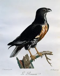 Szakal myszołów (Buteo rufofuscus), grawerowanie z historii naturalnej ptaków afrykańskich
