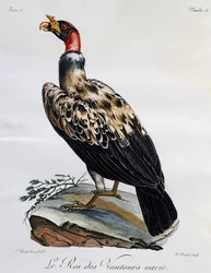 Sęp królewski (Sarcoramphus papa), rycina z Historii naturalnej ptaków afrykańskich