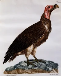 Sęp płowy (Torgos tracheliotos), grawerowanie z Historii Naturalnej Ptaków Afryki