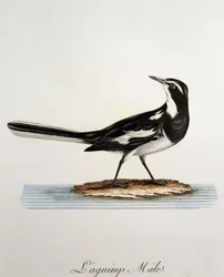 Samiec afrykańskiej pliszki górskiej (Motacilla aguimp), rycina z Histoire Naturelle des Oiseaux d