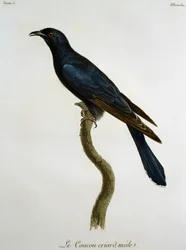 Mężczyzna czarna kukułka (Cuculus clamosus), grawerowanie z Histoire Naturelle des Oiseaux d