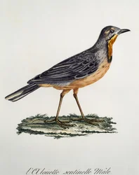 Mężczyzna Cape Longclaw (Macronyx capensis), grawerowanie z Histoire Naturelle des Oiseaux d