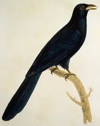 Samiec kukułki z dużym dziobem, rycina z Histoire Naturelle des Oiseaux d