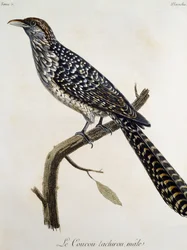 Mężczyzna Coucou tachirou, rycina z Historii naturalnej ptaków Afryki Francois Le Vaillant (1753-1824), Francja