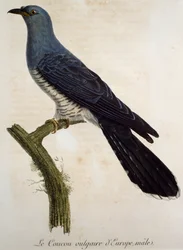 Samiec kukułki zwyczajnej (Cuculus canorus), rycina z Histoire Naturelle des Oiseaux d