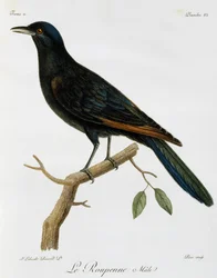 Samiec szpak czerwonoskrzydły (Onychognathus morio), grawerowanie z Histoire Naturelle des Oiseaux d