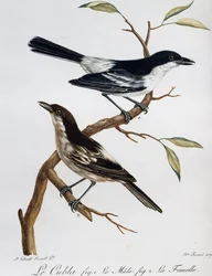 Samiec i samica Puffbacka czarnogrzbietego (Dryoscopus cubla), grawerowanie z Histoire Naturelle des Oiseaux d