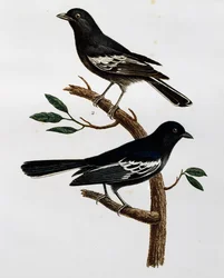 Samiec i samica sikory czarnej (Parus niger), grawerowanie z Histoire Naturelle des Oiseaux d