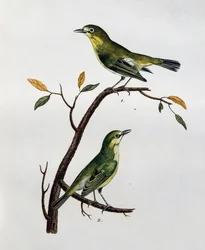 Samiec i samica bladobiałego oka (Zosterops pallidus), grawerowanie z Histoire Naturelle des Oiseaux d