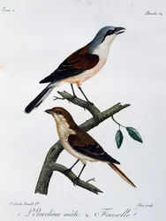 Samiec i samica dzierzby gąsiorek (Lanius collurio), grawerowanie z Histoire Naturelle des Oiseaux d