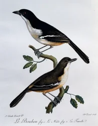 Samiec i samica Southern Boubou (Laniarius ferrugineus), grawerowanie z Histoire Naturelle des Oiseaux d