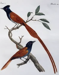 Samiec i samica muchołówki plamistej (Muscicapa striata), grawerowanie z Histoire Naturelle des Oiseaux d